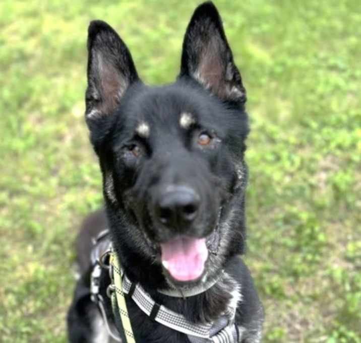 Photo of Guinness