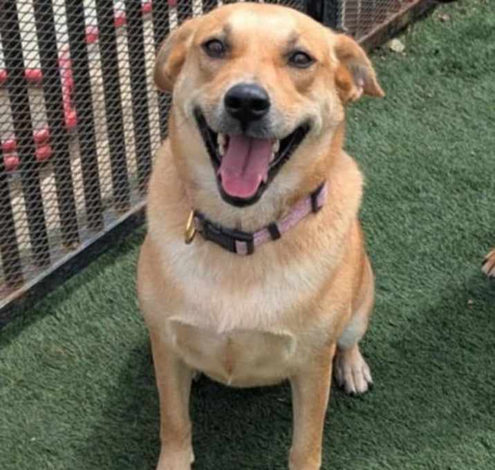 Photo of Dixie