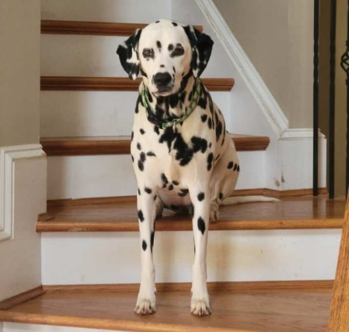 Photo of Piper