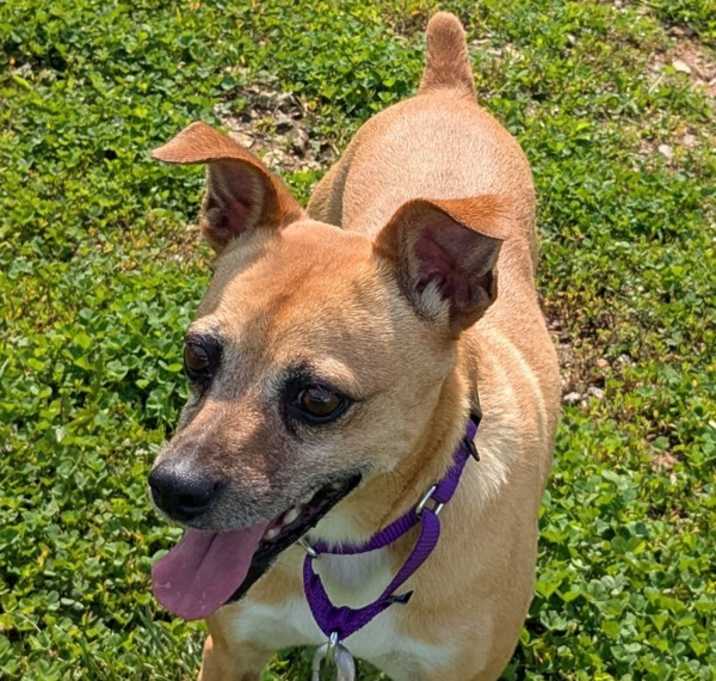 Photo of Tippy