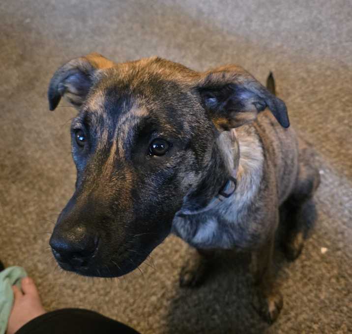 Photo of Bonzai