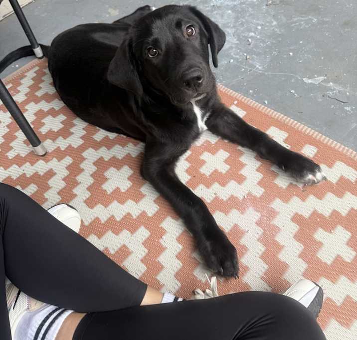 Photo of Onyx