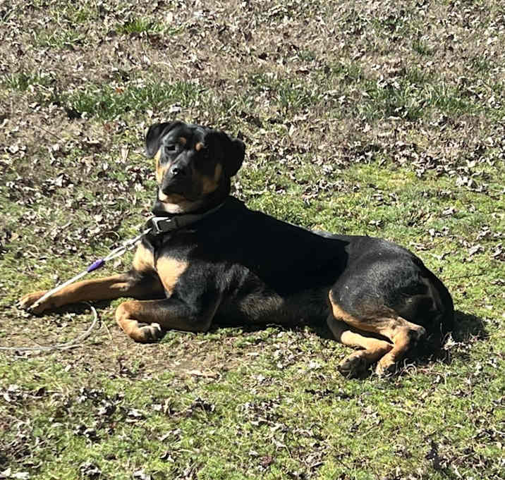 Photo of Lady
