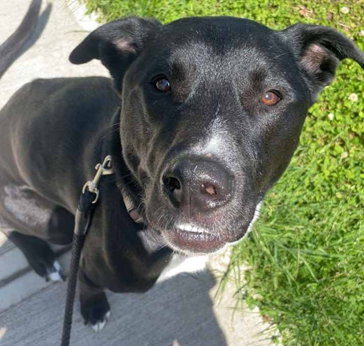 Photo of Milo