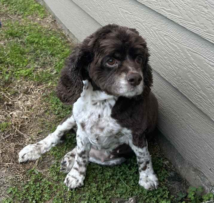 Photo of Coconut