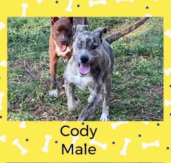 Photo of Cody