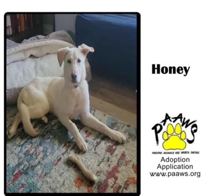 Photo of Honey