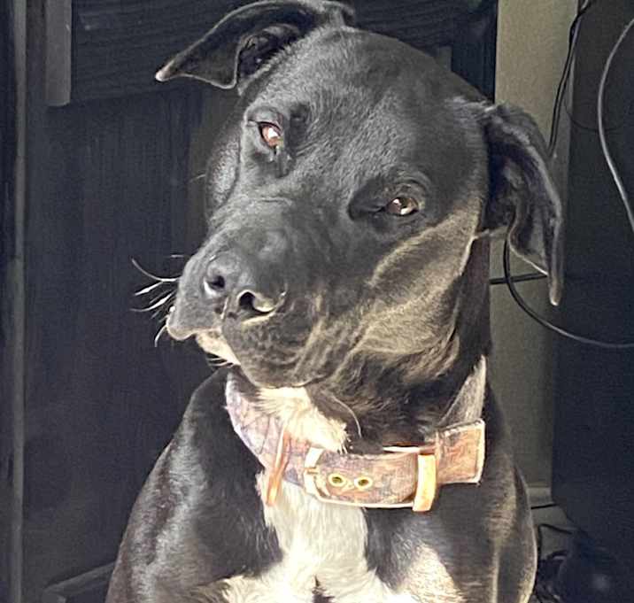 Photo of Ruger