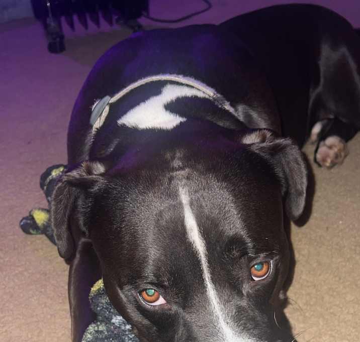Photo of Oreo