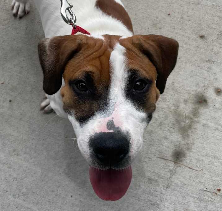 Photo of Moose