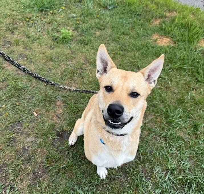 Photo of Dingo