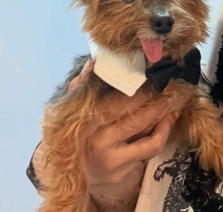 Photo of King