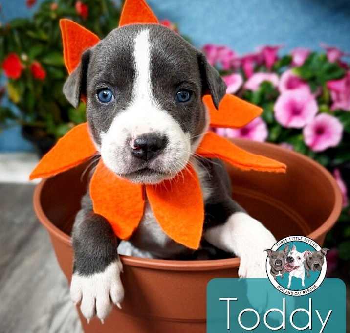 Photo of Toddy Matilda