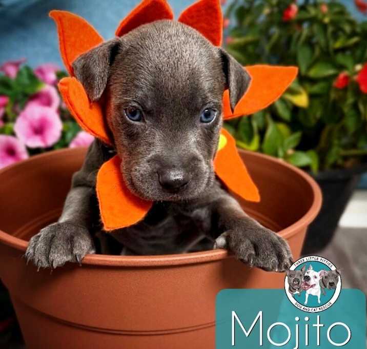 Photo of Mojito Matilda