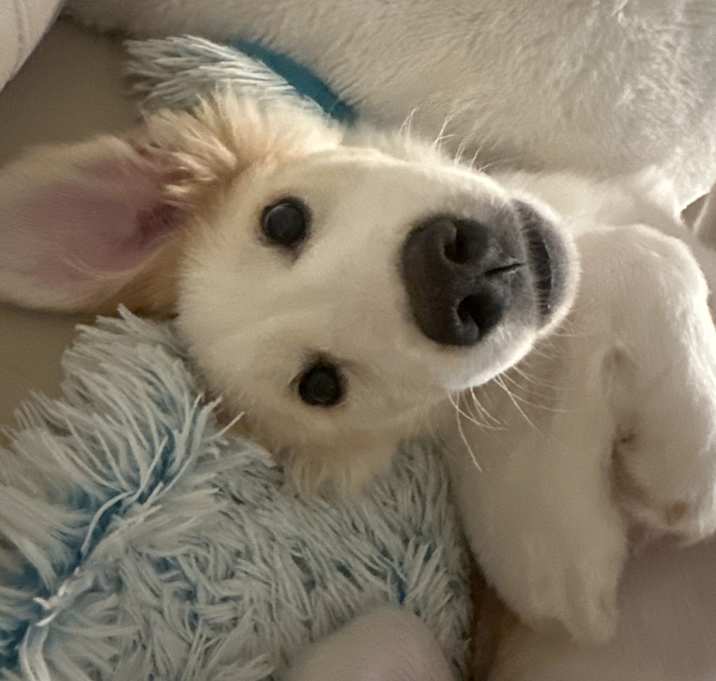 Photo of Lady