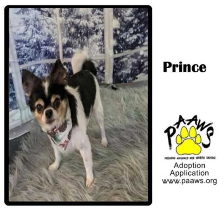 Photo of Prince