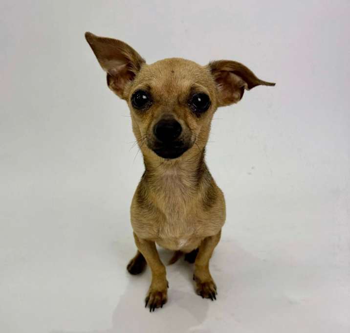 Photo of Fawn