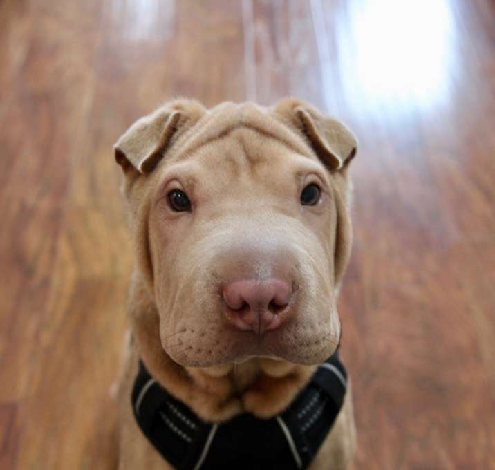Photo of Walter-Adoption Pending