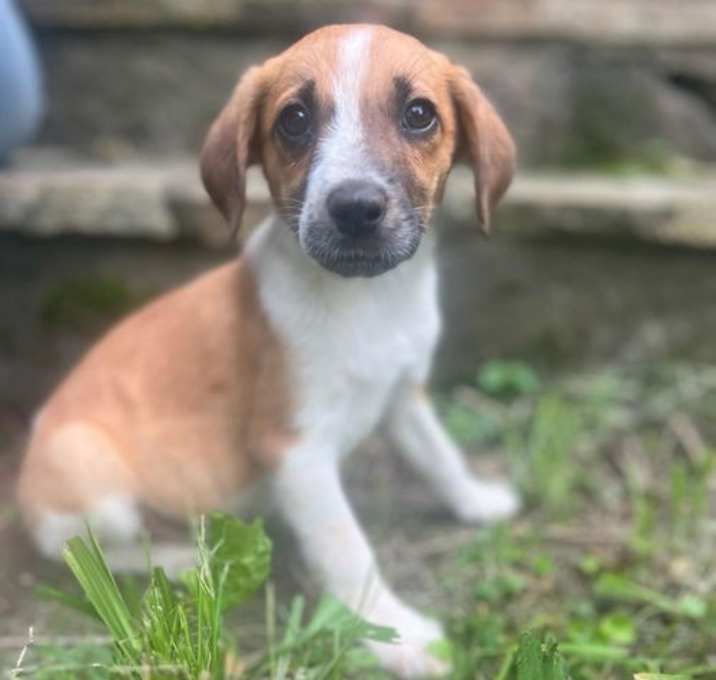 Photo of Tori's Litter Savannah