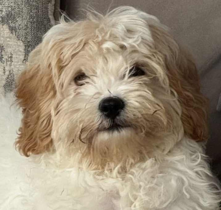 Photo of Coconut