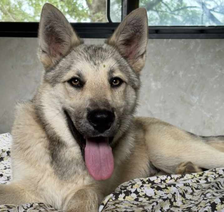 Photo of Oso