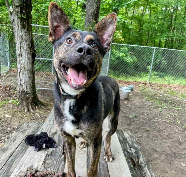 Photo of Dopey
