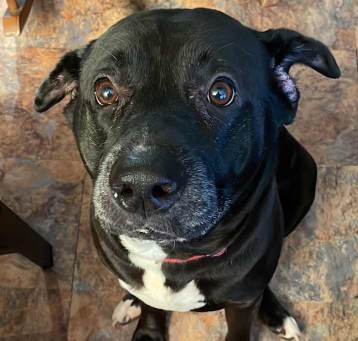 Photo of Teddy