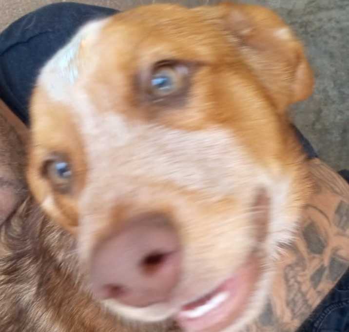 Photo of Wrangler