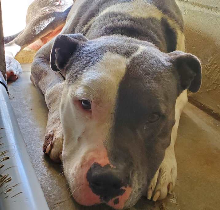 Photo of Archie