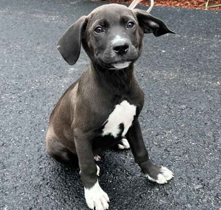 Photo of (FOSTER TO ADOPT) Ollie - 14 weeks old