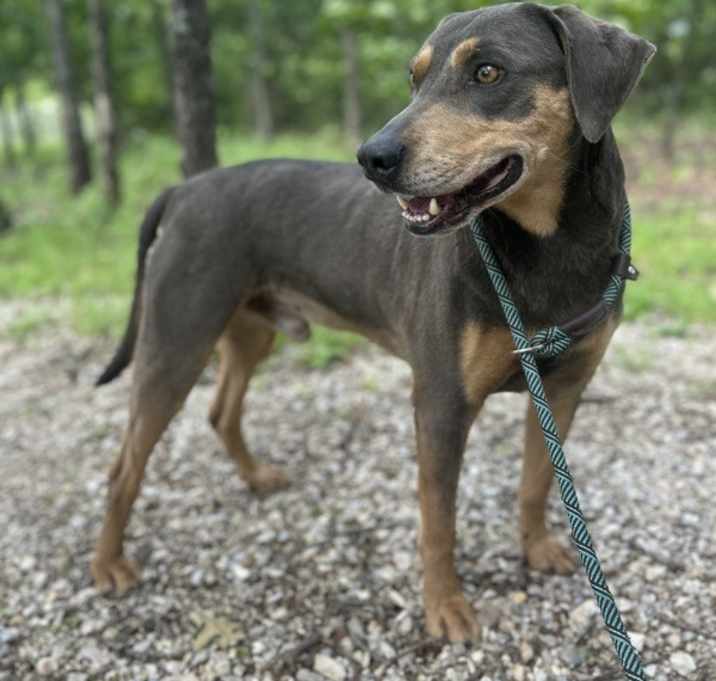 Photo of Indigo