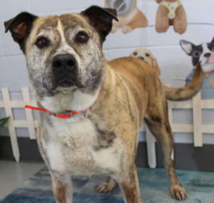 Photo of Brisket URGENT SENIOR!