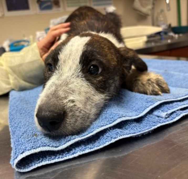 Photo of Goose