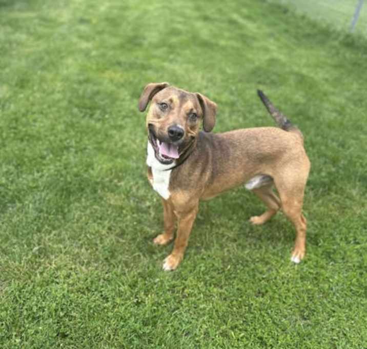 Photo of Banjo