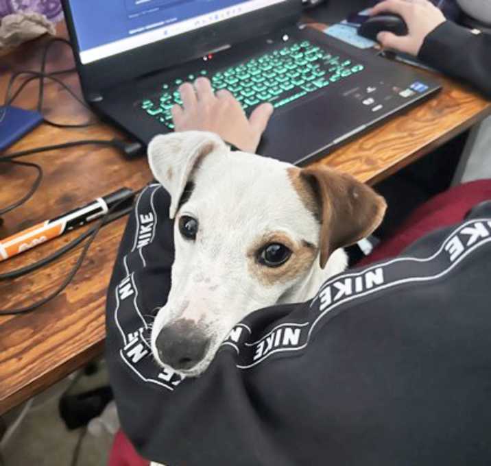 Photo of Banjo (IN FOSTER)