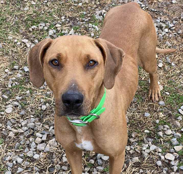 Photo of Moxie (formerly Honey)