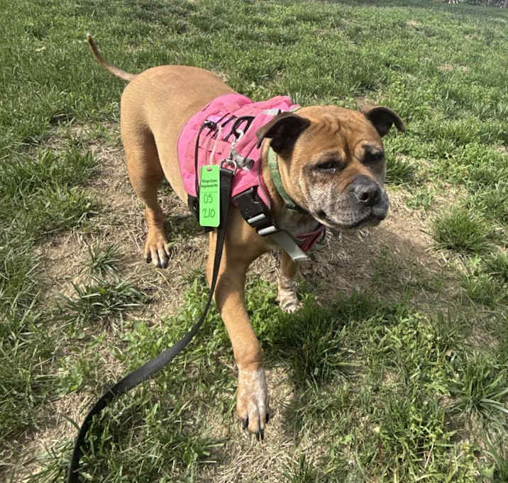 Photo of Lady