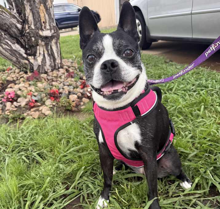 Photo of Stella Mae