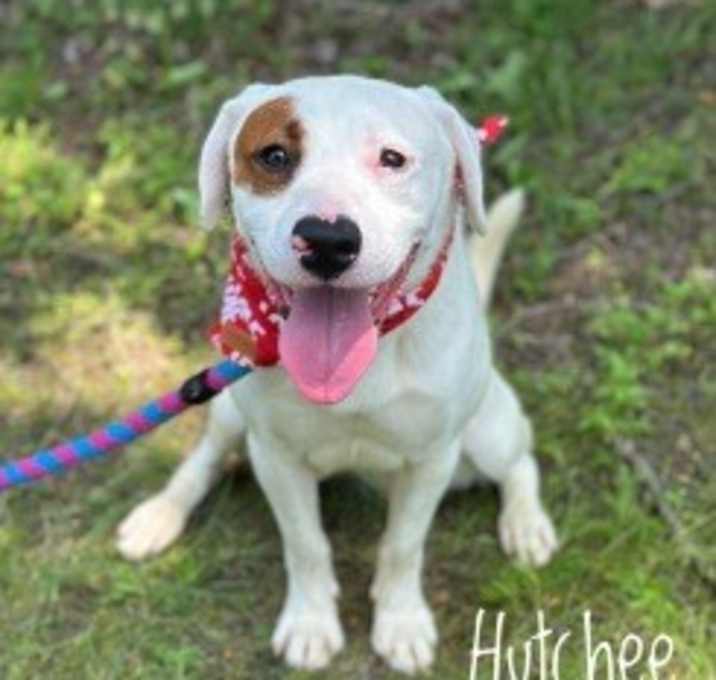 Photo of Hutchee 125051