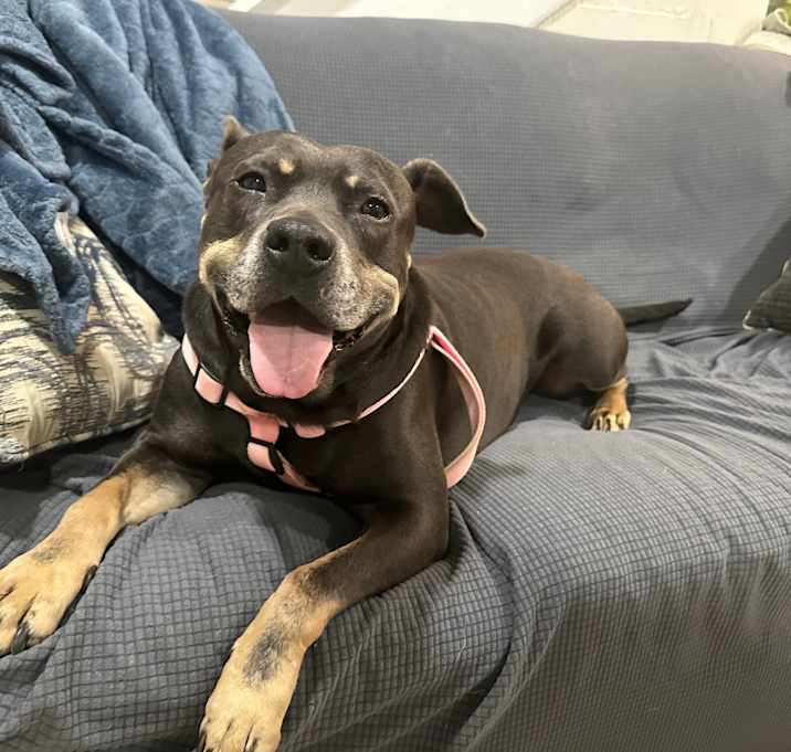 Photo of Cocoa 