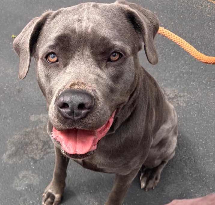 Photo of Sheeba