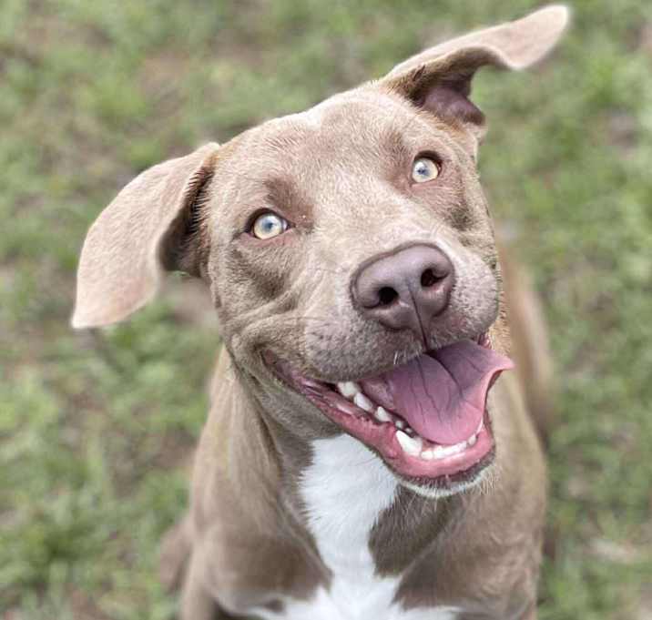 Photo of KODA/URGENT