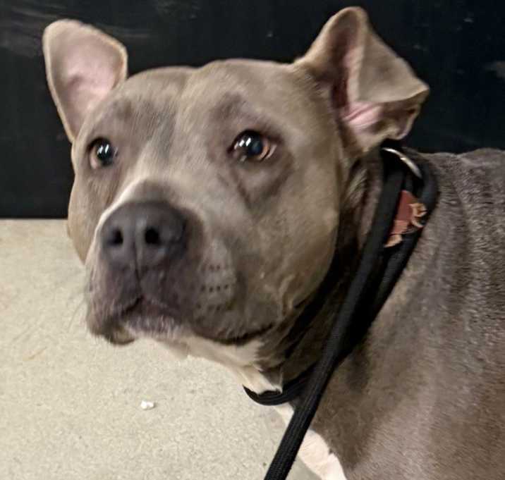Photo of Gracie