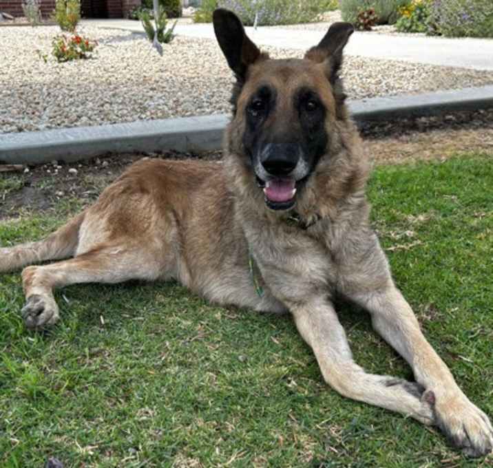 Photo of Chief