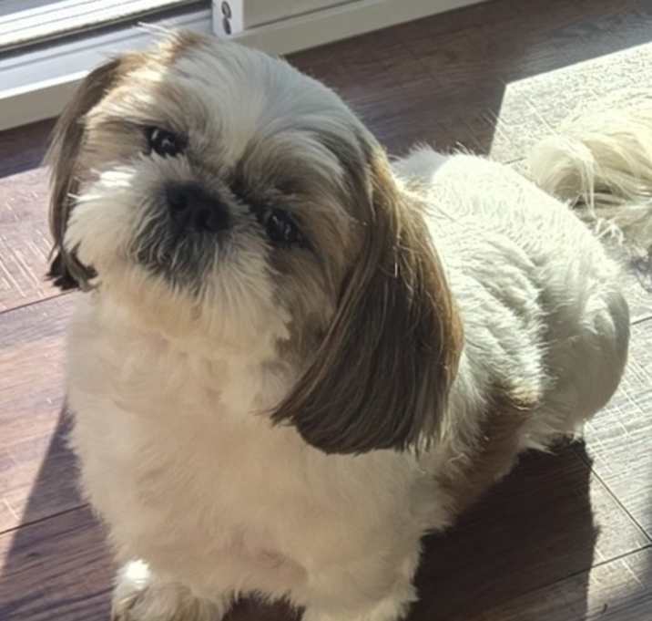 Photo of Benji