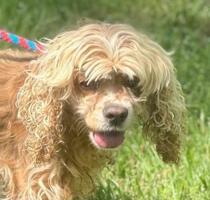 Photo of Lady