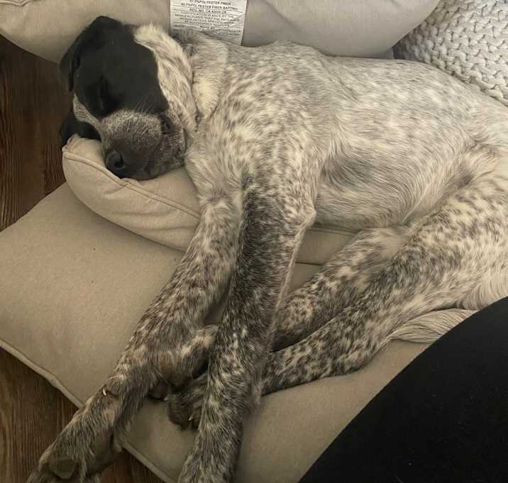 Photo of Bailey