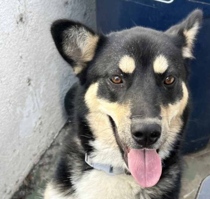 Photo of Sheba