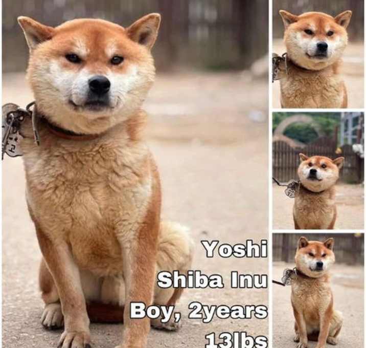 Photo of Yoshi from Korea