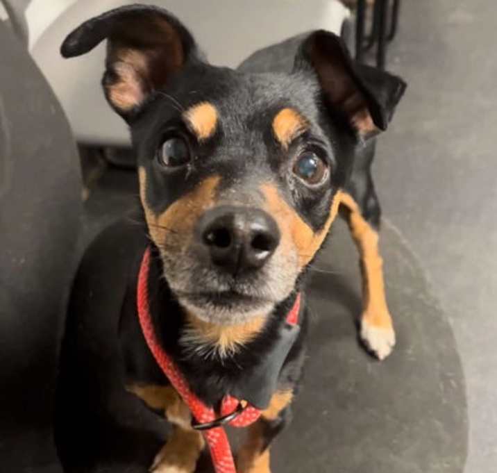 Photo of Remmy